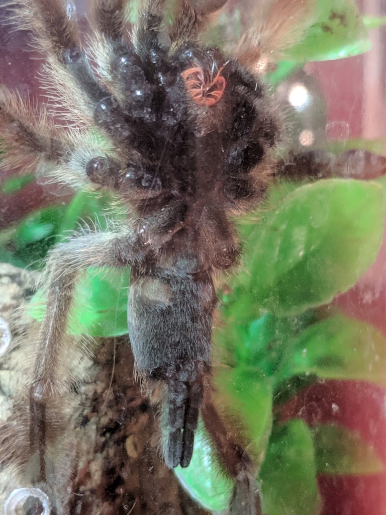 2" Psalmopoeus pulcher [1/2]