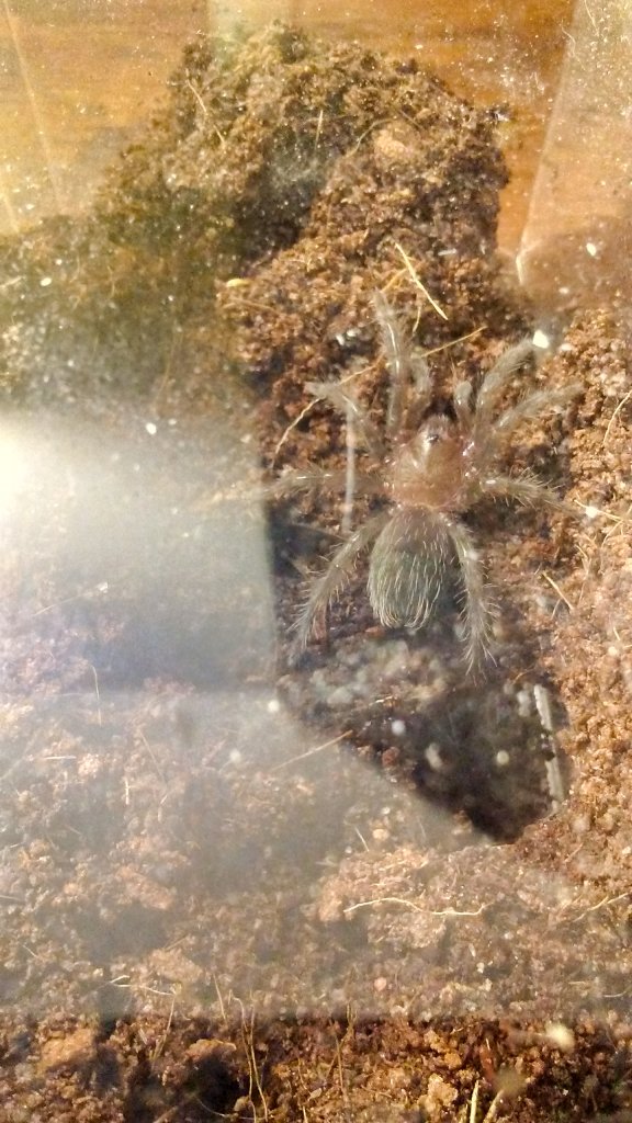 20171117_003_BAlbopilosum