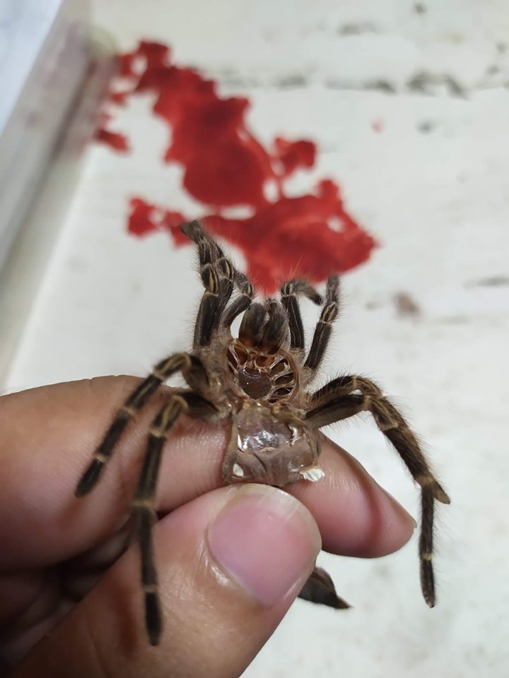 2inch molt chaco ..gender pls