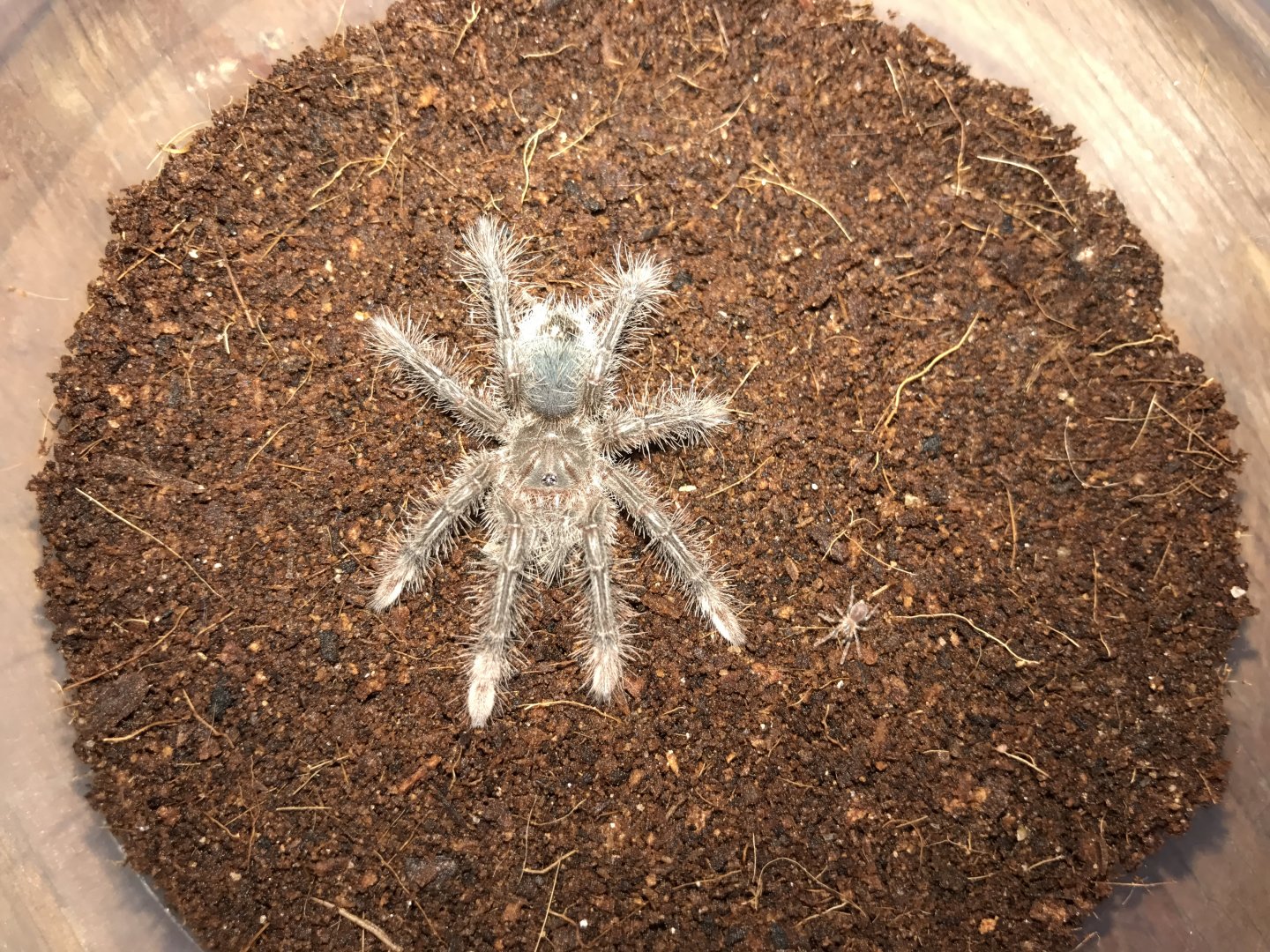 2nd instar t stirmi (left) and 2nd instar c elegans (right)