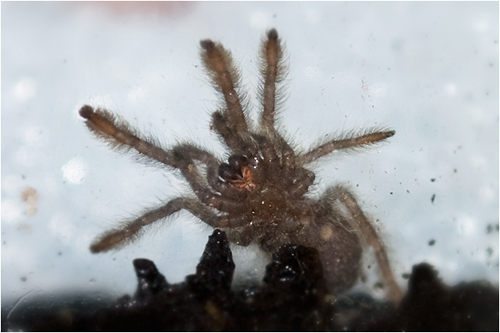 3/4 Heteroscodra maculata  sling