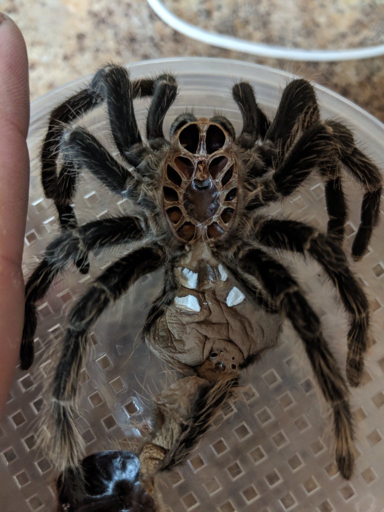 3-4" Lasiodora parahybana [molt sexing] [2/2]