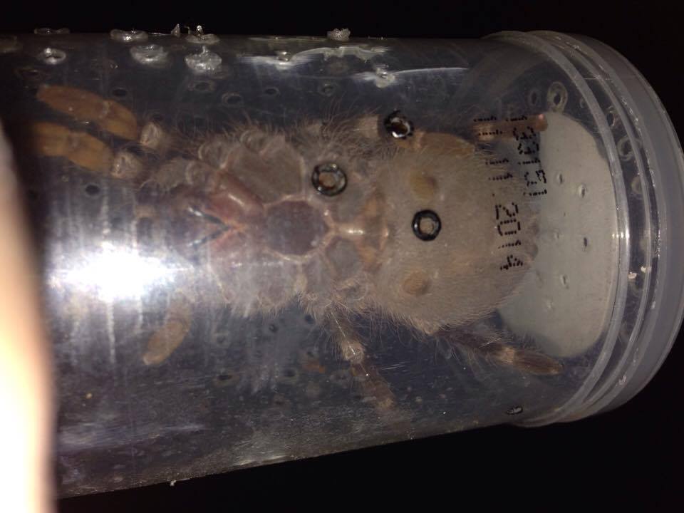 3.5'' a geniculata