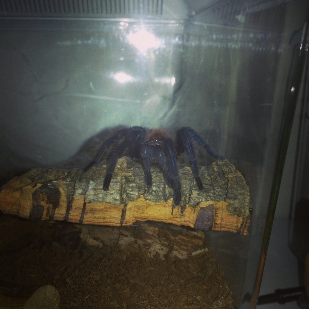 3,5" GBB female