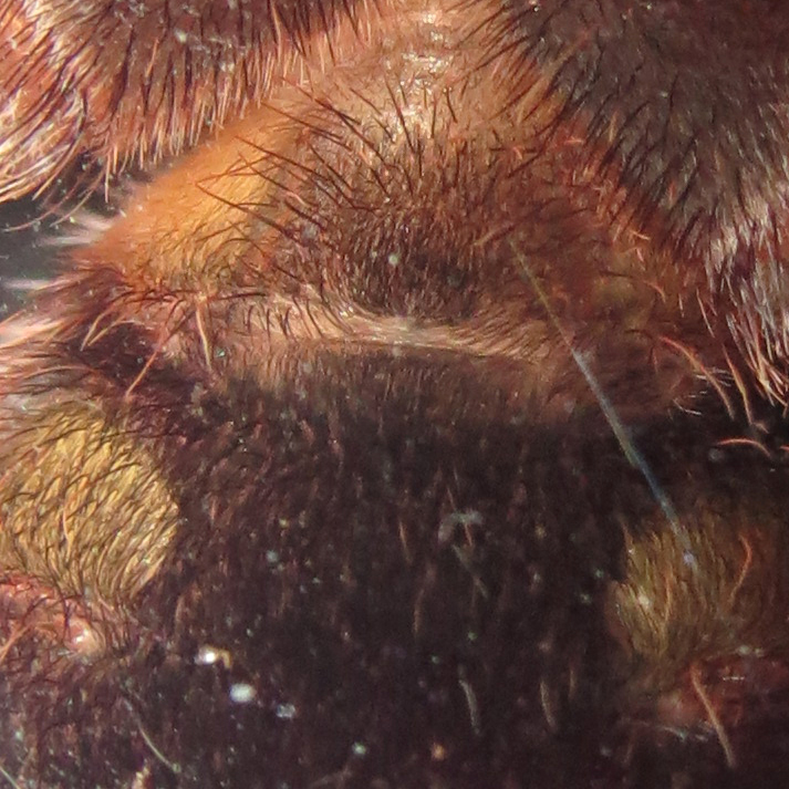 3.5" Male Acanthoscurria geniculata [ventral sexing]