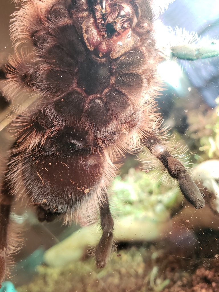 3" Brachypelma albopilosum [ventral sexing] [2/2]