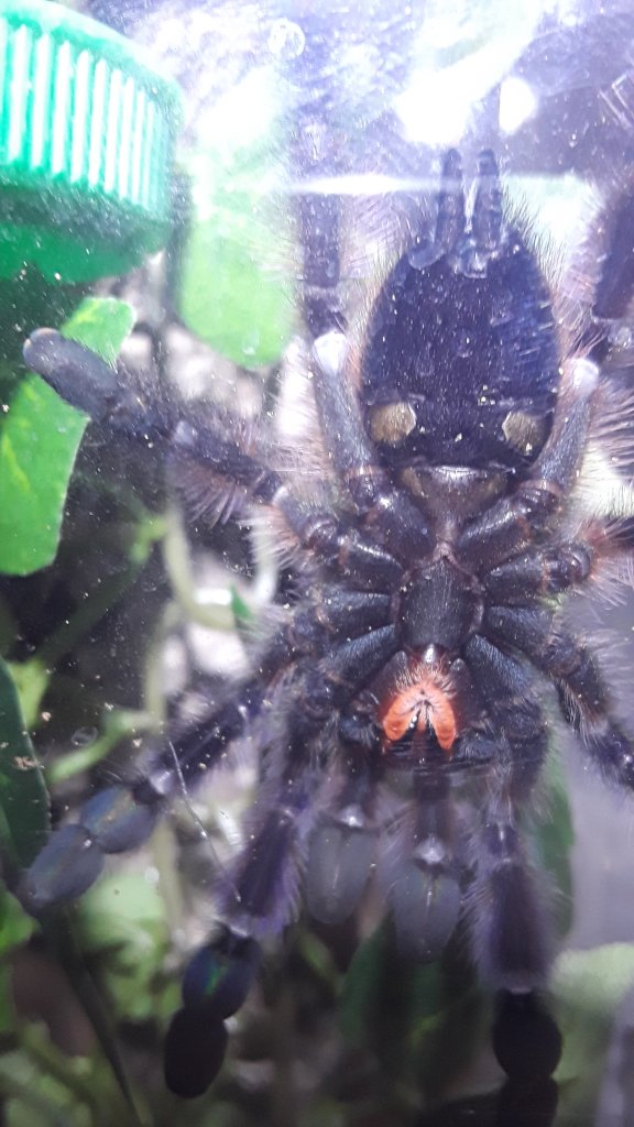 3" Caribena versicolor [ventral sexing]