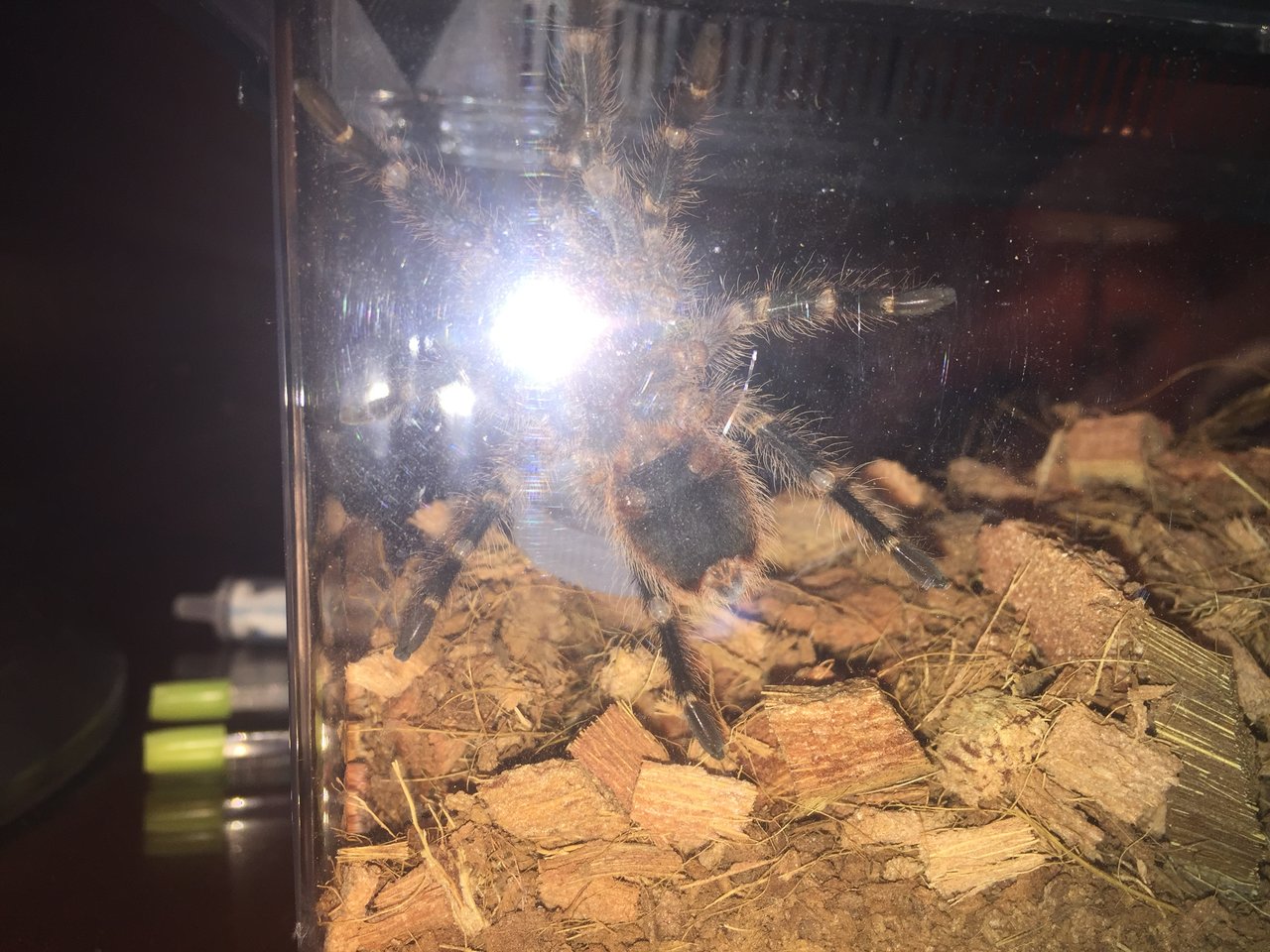 3" G. pulchripes