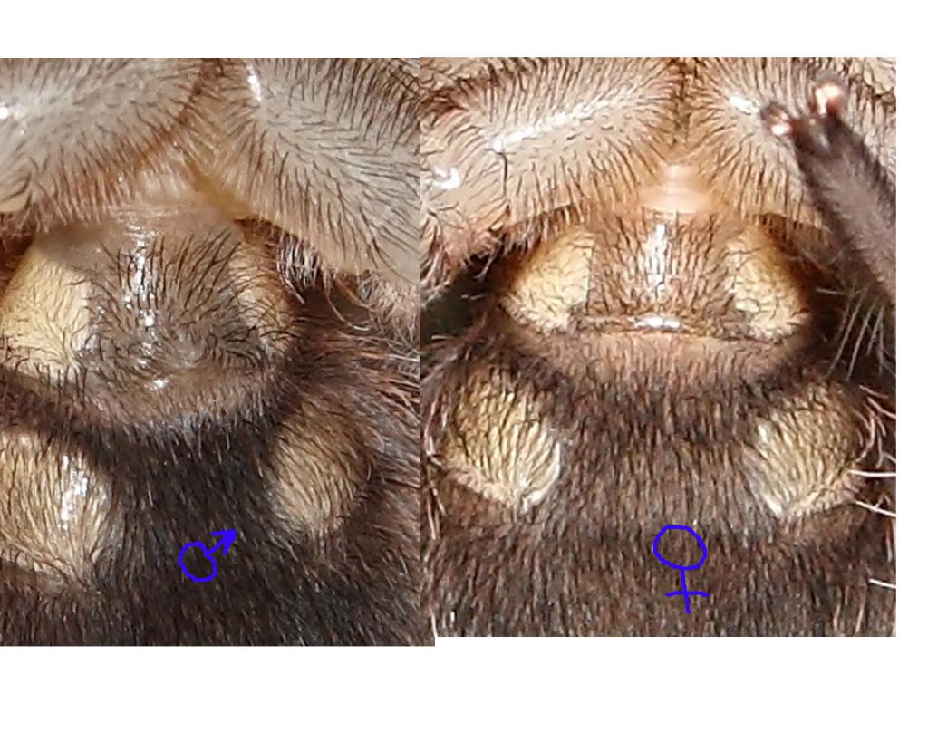 3" Lasiodora Male, Female Ventral Sexing