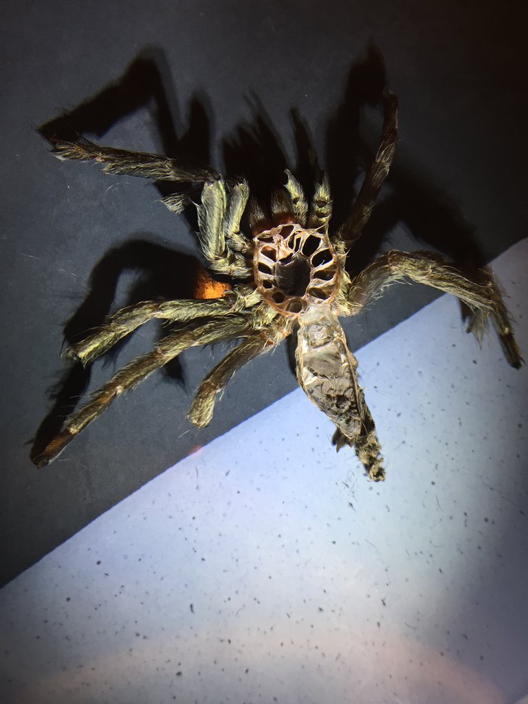 3" P. cambridgei