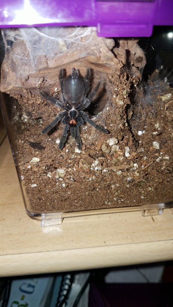 3" Psalmopoeus cambridgei [ventral sexing]