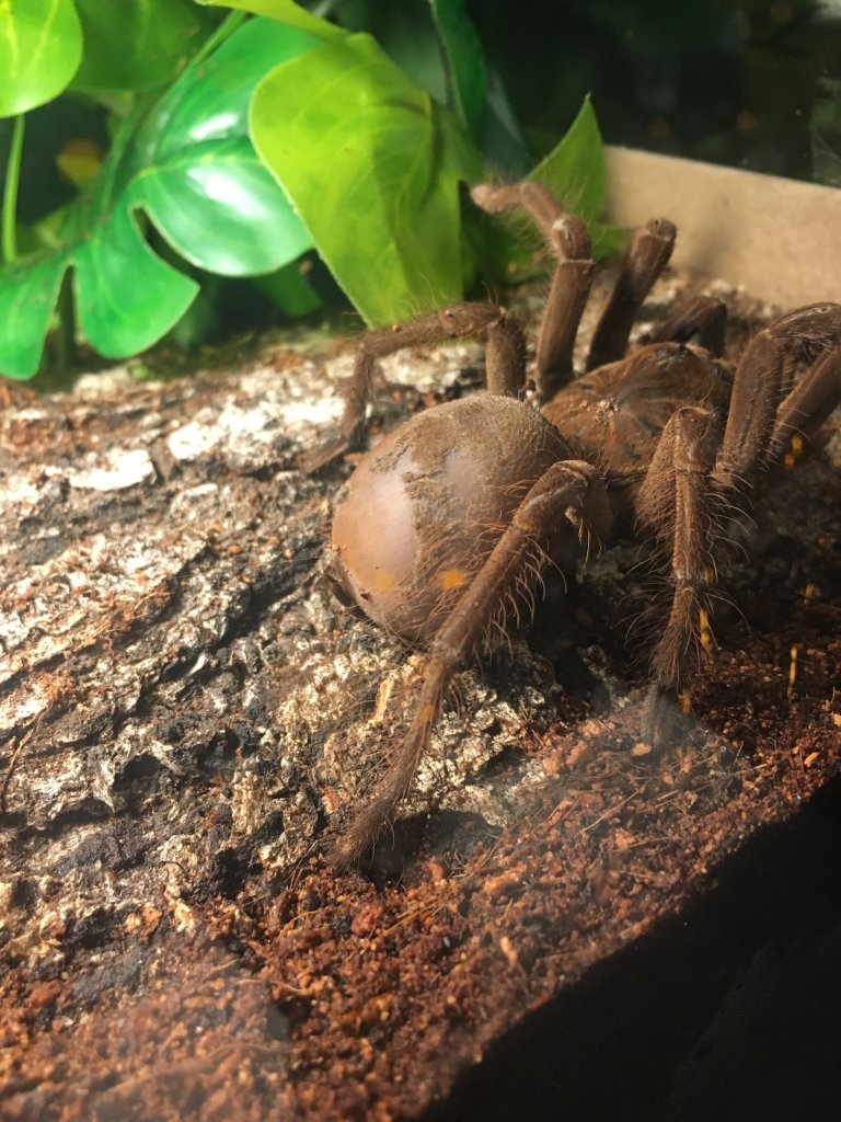 4” juvenile T. Stirmi ( Majesty )