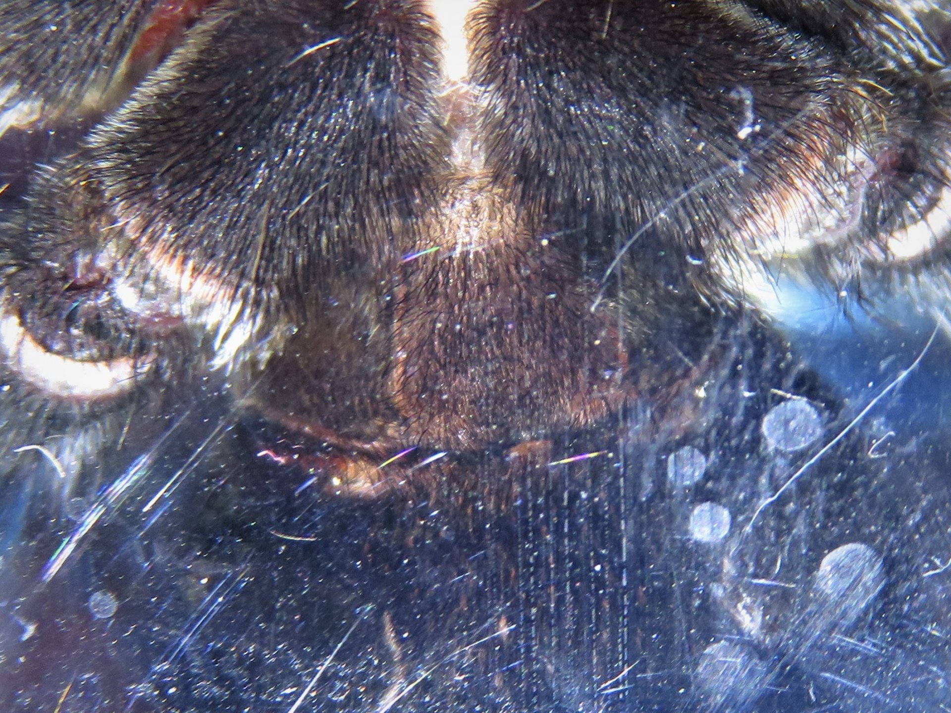 4.5" B. boehmei, male