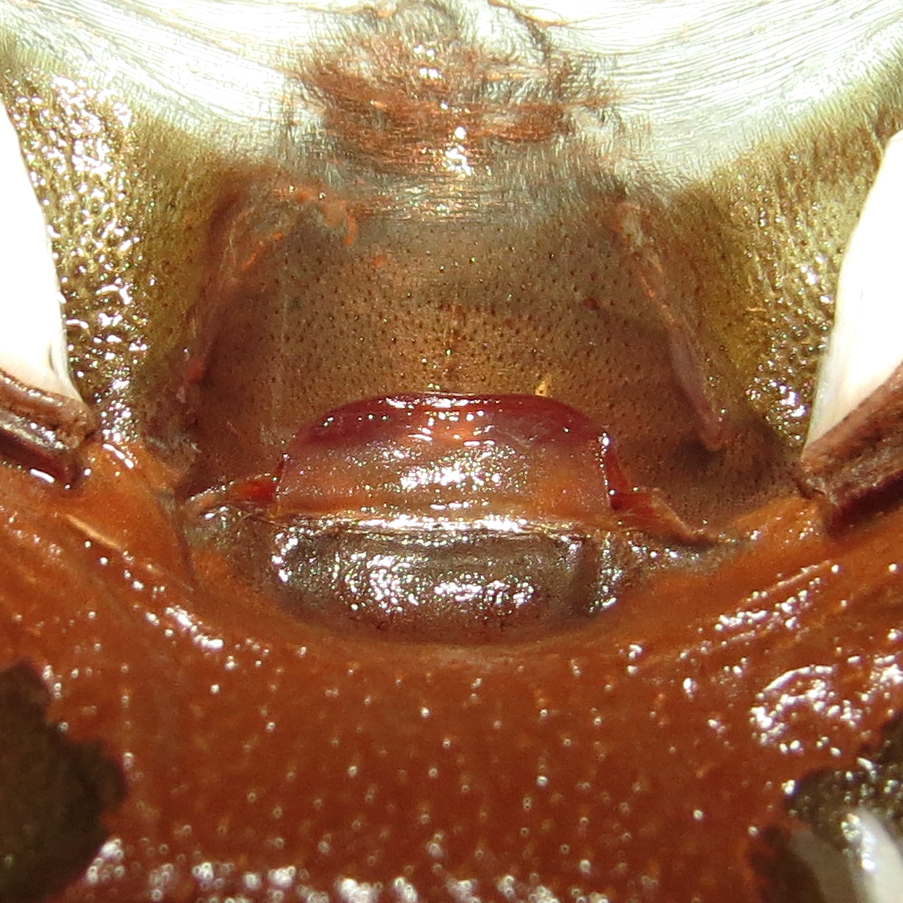 4.5" Female Brachypelma emilia [molt sexing] [2/2]