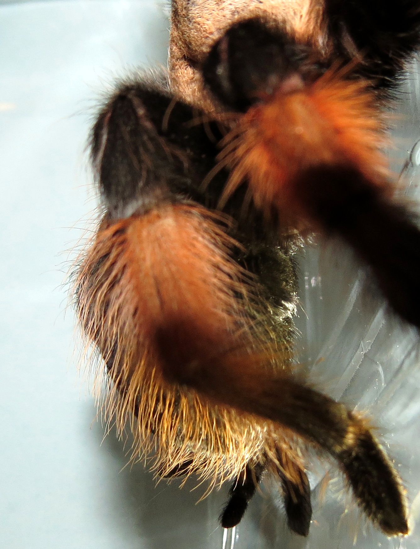 4.5" Female Brachypelma emilia [ventral sexing] [3/3]