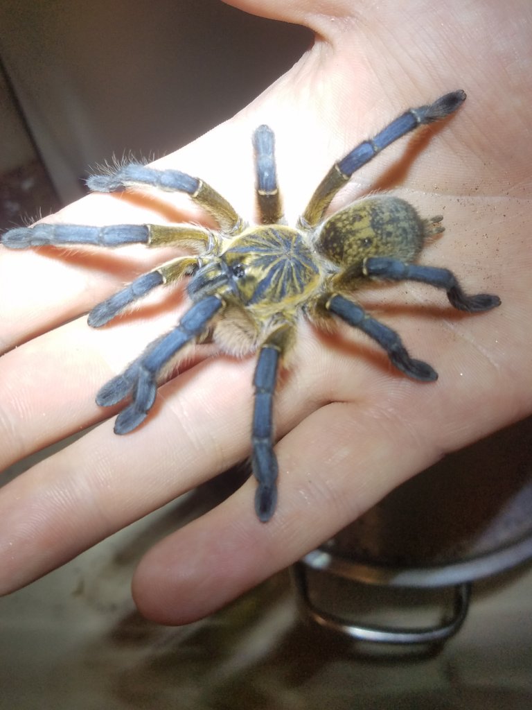 ~4.5" H. pulchripes