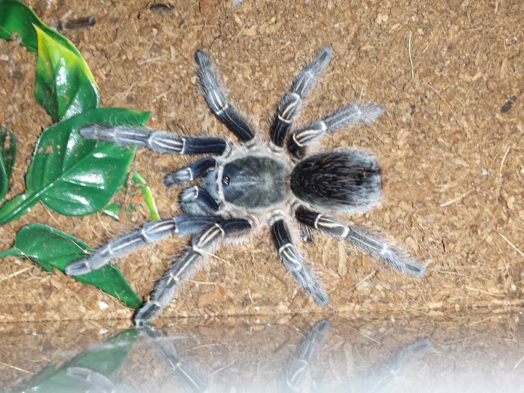 4 Inch Unsexed A. Seemanni