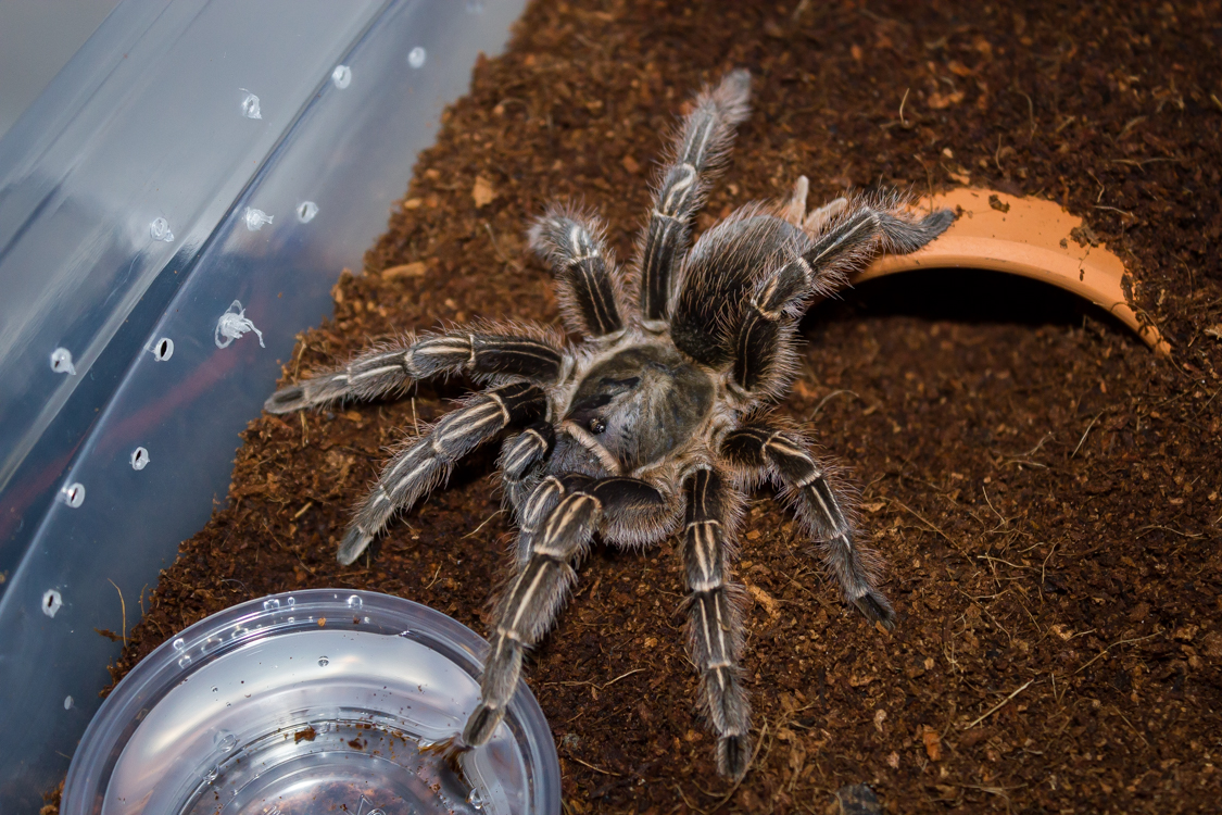 4" ish A. seemanni Suspect Female