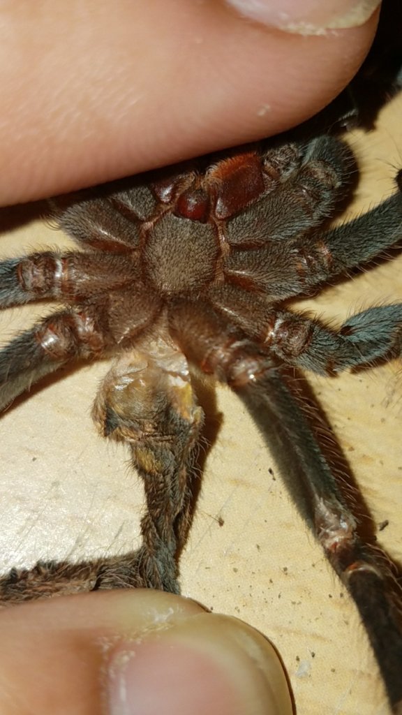 4" Pamphobeteus platyomma [molt sexing] [2/3]