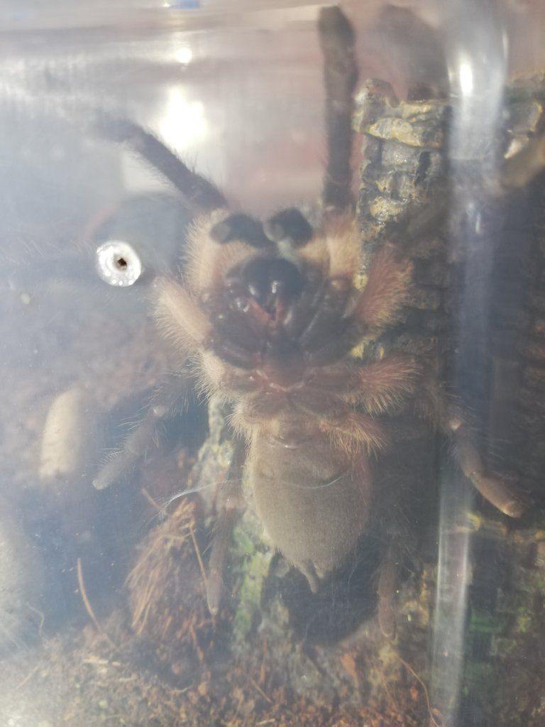 4cm Monocentropus balfouri [ventral sexing]