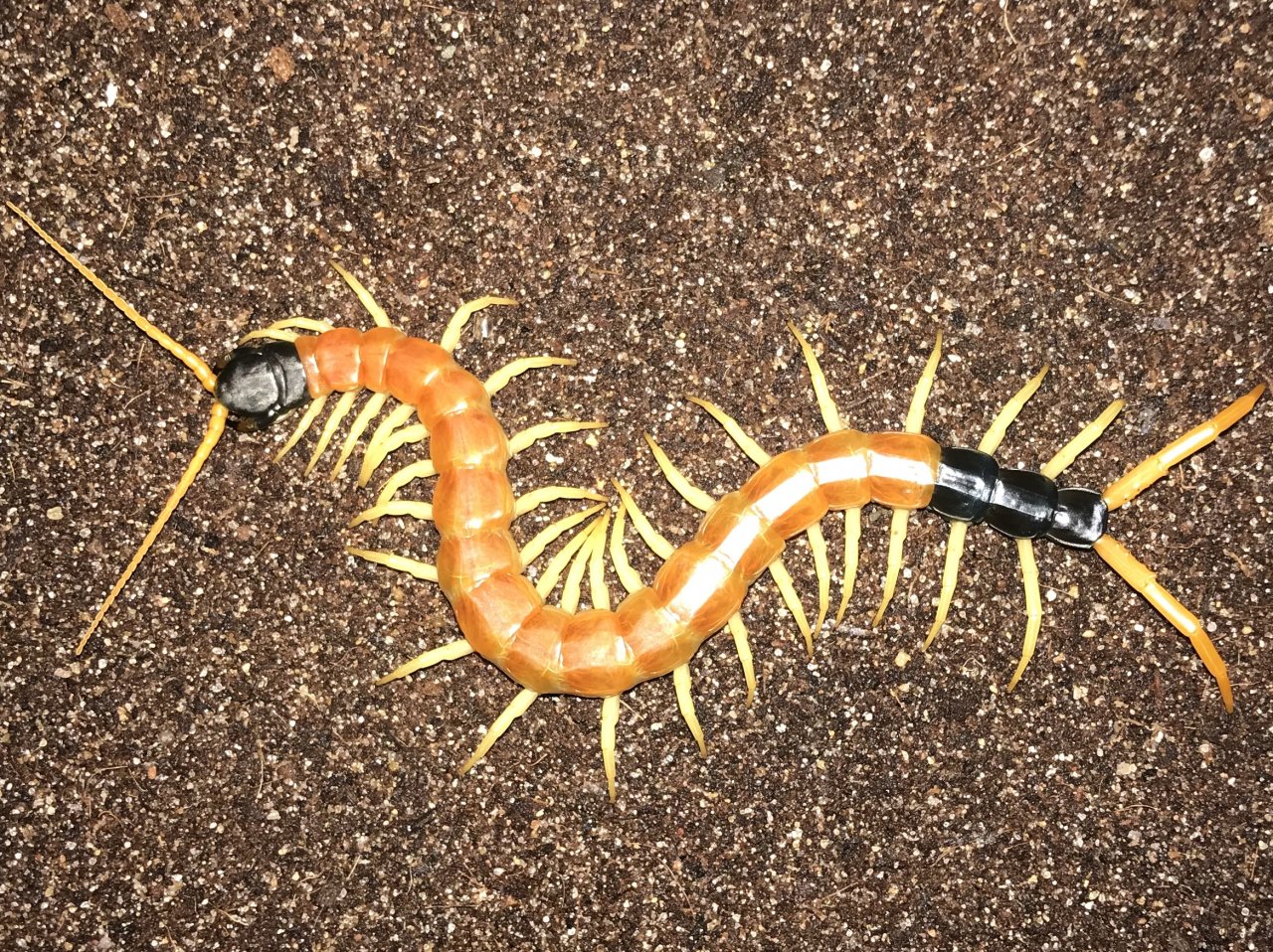 5”-5.5” Scolopendra heros arizonensis