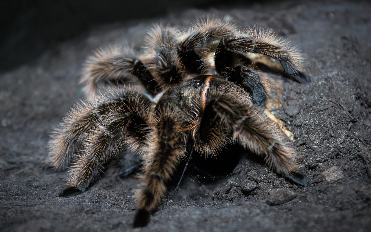 5" 0.1 B. albopilosum "Nicaraguan"