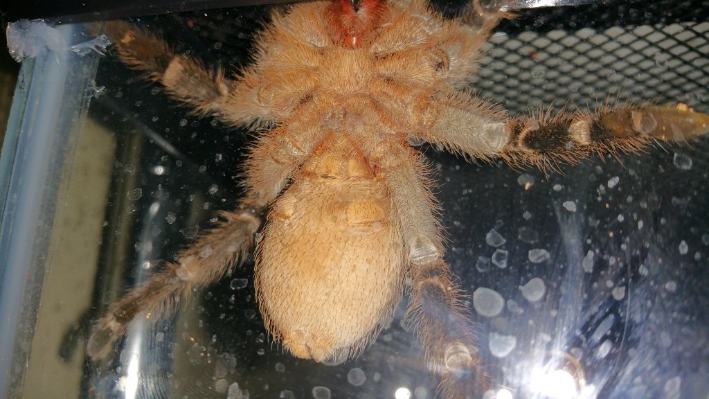 5+ inch A. seemanni