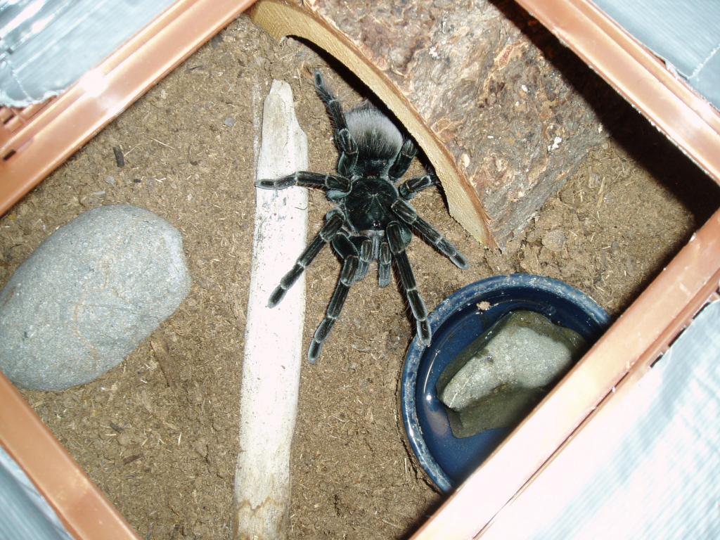 6" Female P. Nigricolor #1