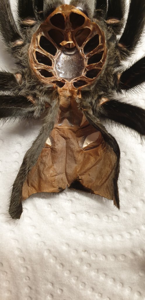 6" Grammostola pulchra [molt sexing] [1/2]