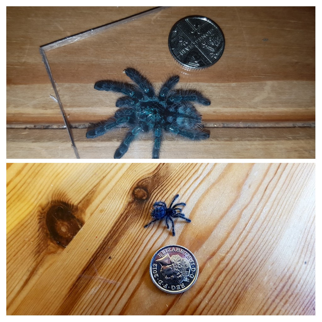 6 months and 4 molts later