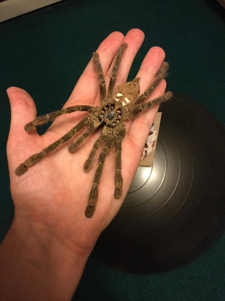 8" adult female Poecilotheria rufilata molt topside