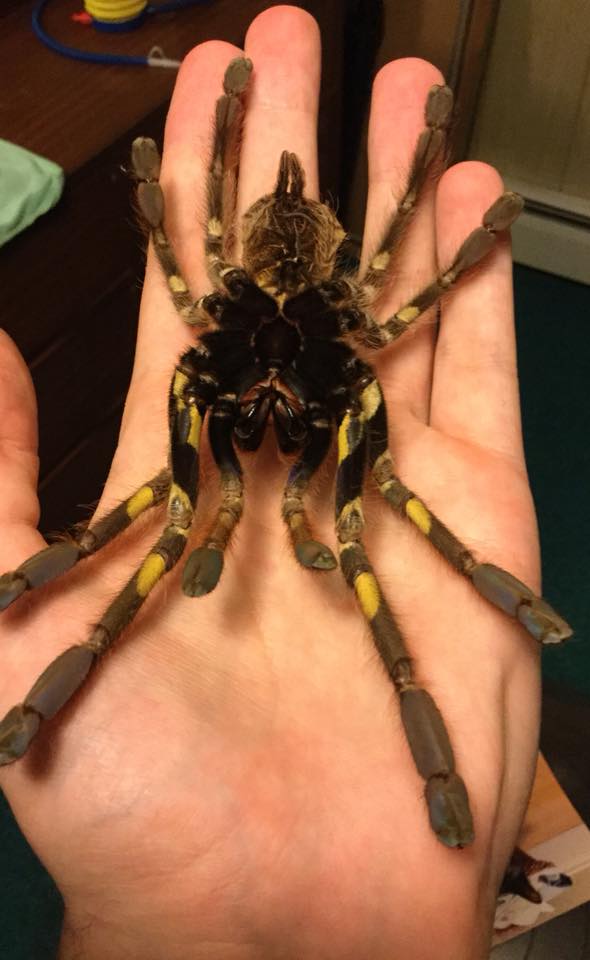 8" adult female Poecilotheria rufilata molt underside