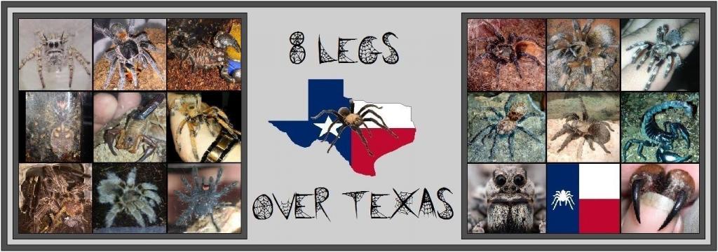 8 Legs Over Texas
