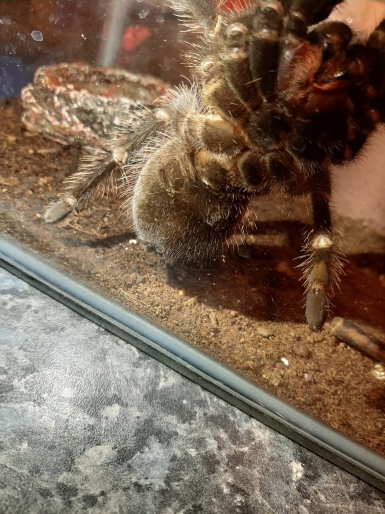 8cm Lasiodora parahybana [ventral sexing]