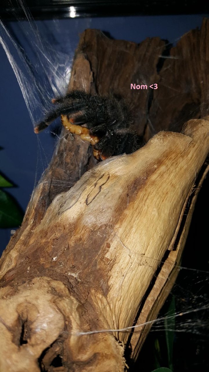 A. Avic eating superworm