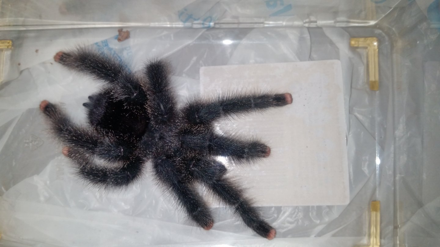 A. avic morph#6? 2nd pic