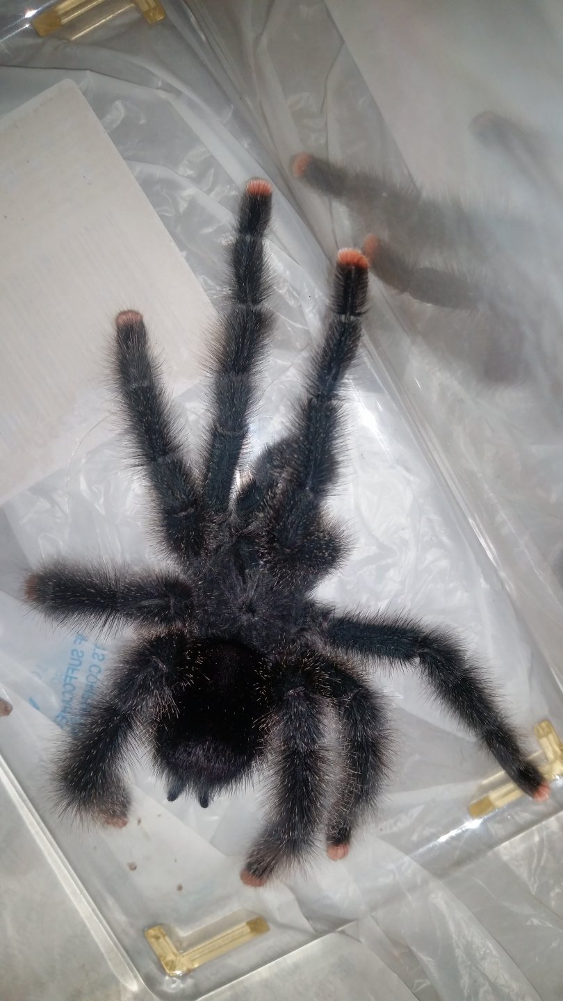 A. avic morph#6? 3rd pic