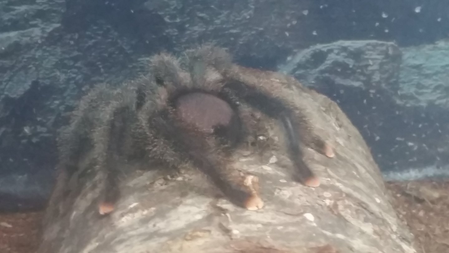 A. avic morph#6? Premolt