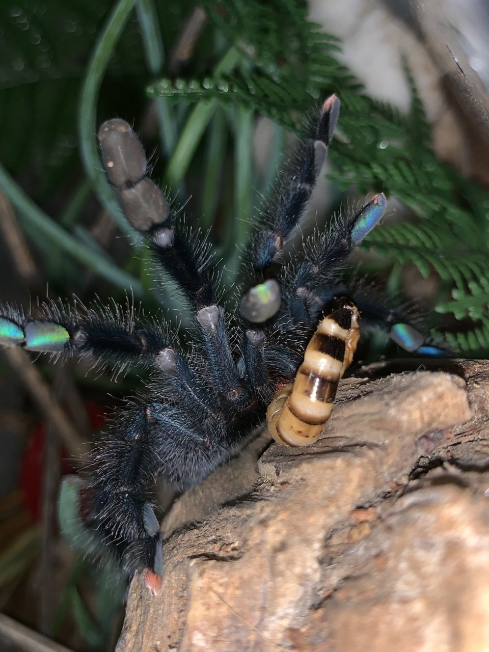 A. Avicularia ‘Smurf’ threat posture at her dinner.