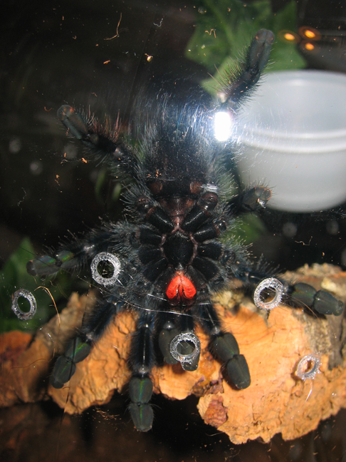 A. avicularia #2