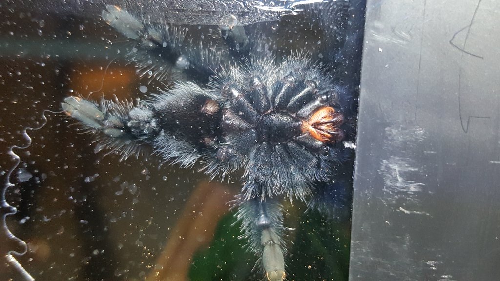 A. Avicularia 2