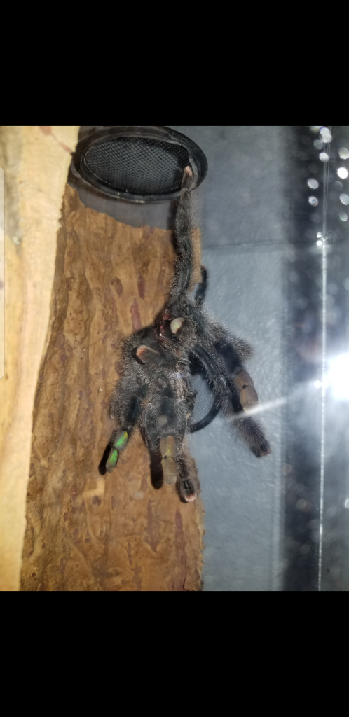 A. Avicularia Hanging Molt