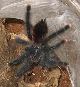 A avicularia large s'ling