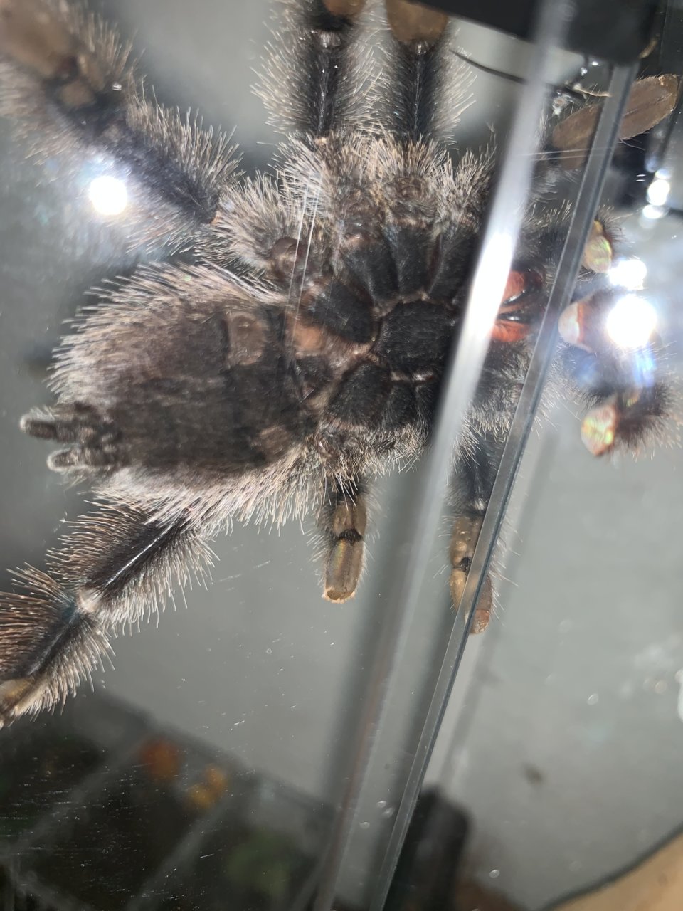 A.avicularia M1 50/50 on this one