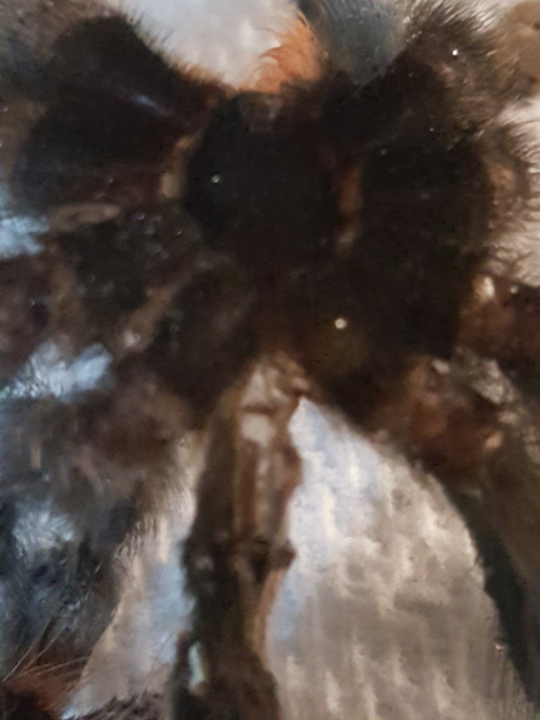 A. Avicularia Molt