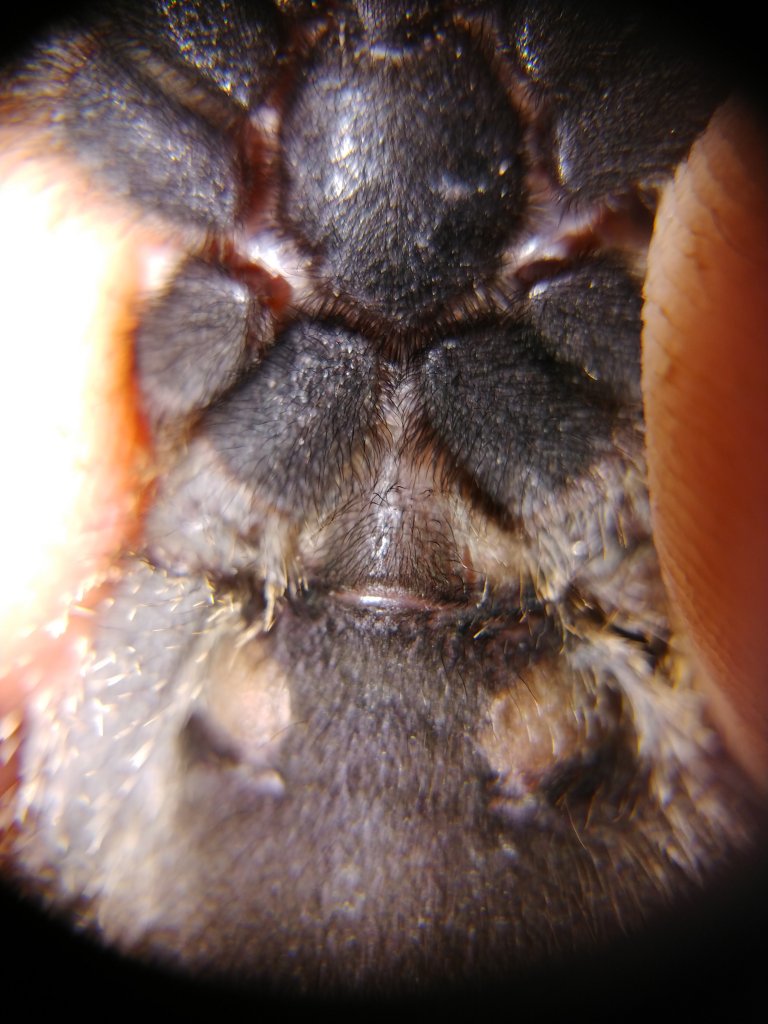 A. avicularia "Morphotype 6"