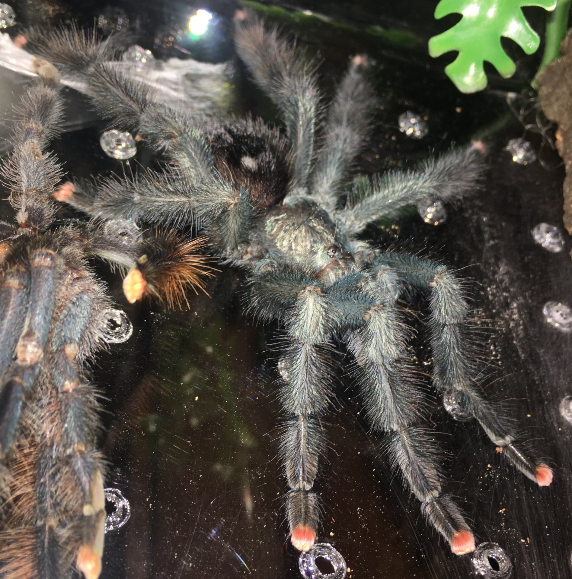 A. avicularia morphotype? - MM