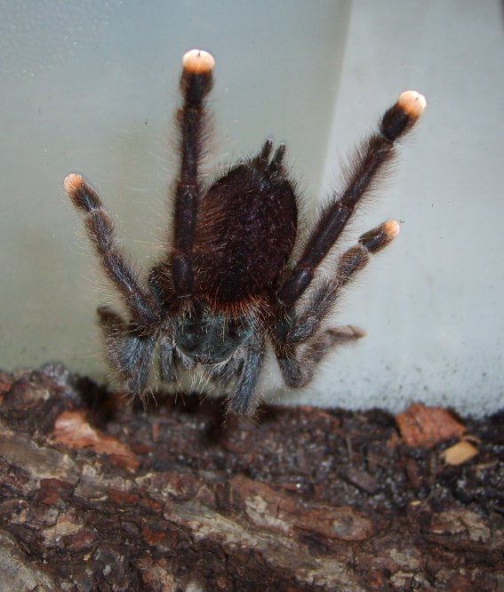 A.avicularia