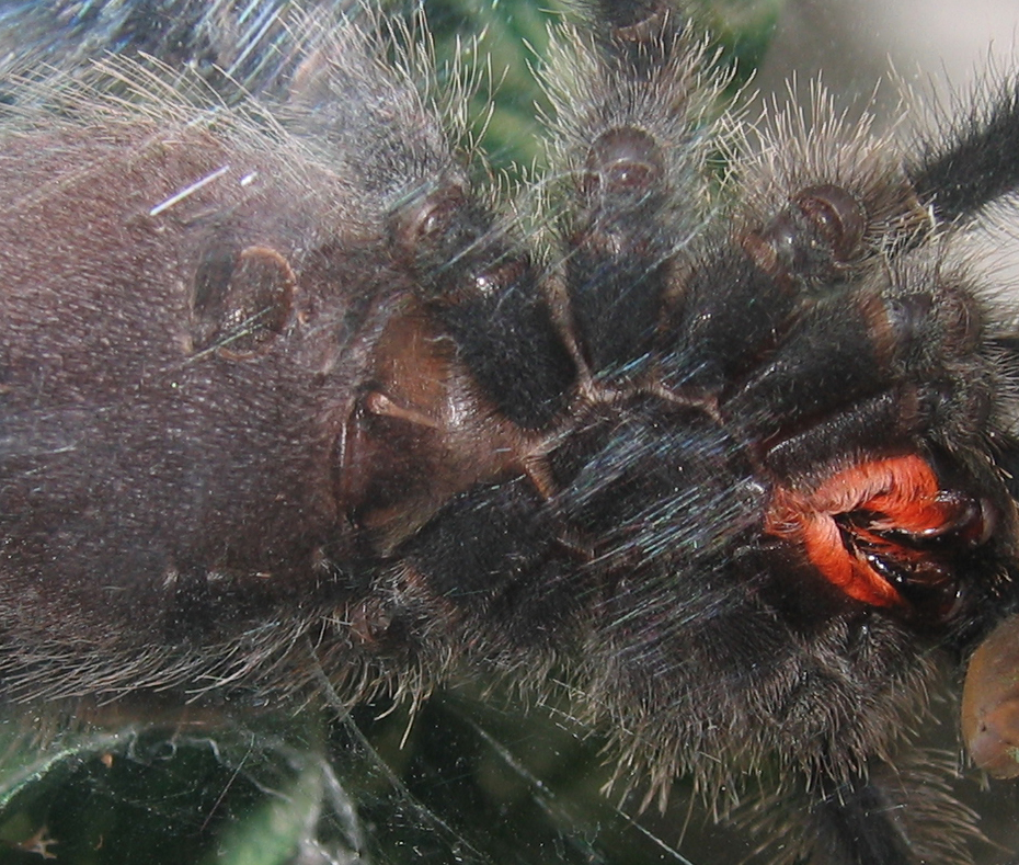 A. avicularia