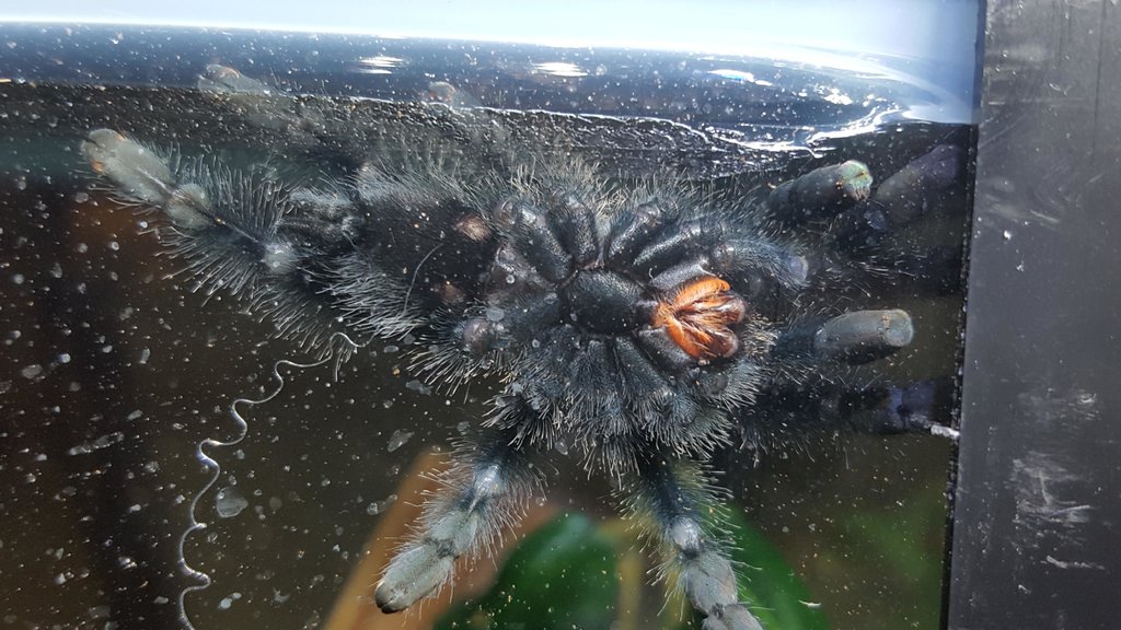 A. Avicularia